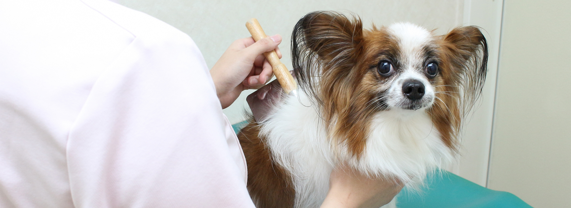 高野獣医科病院